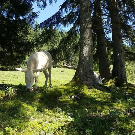 Apartmán Leh Annaberg im Lammertal